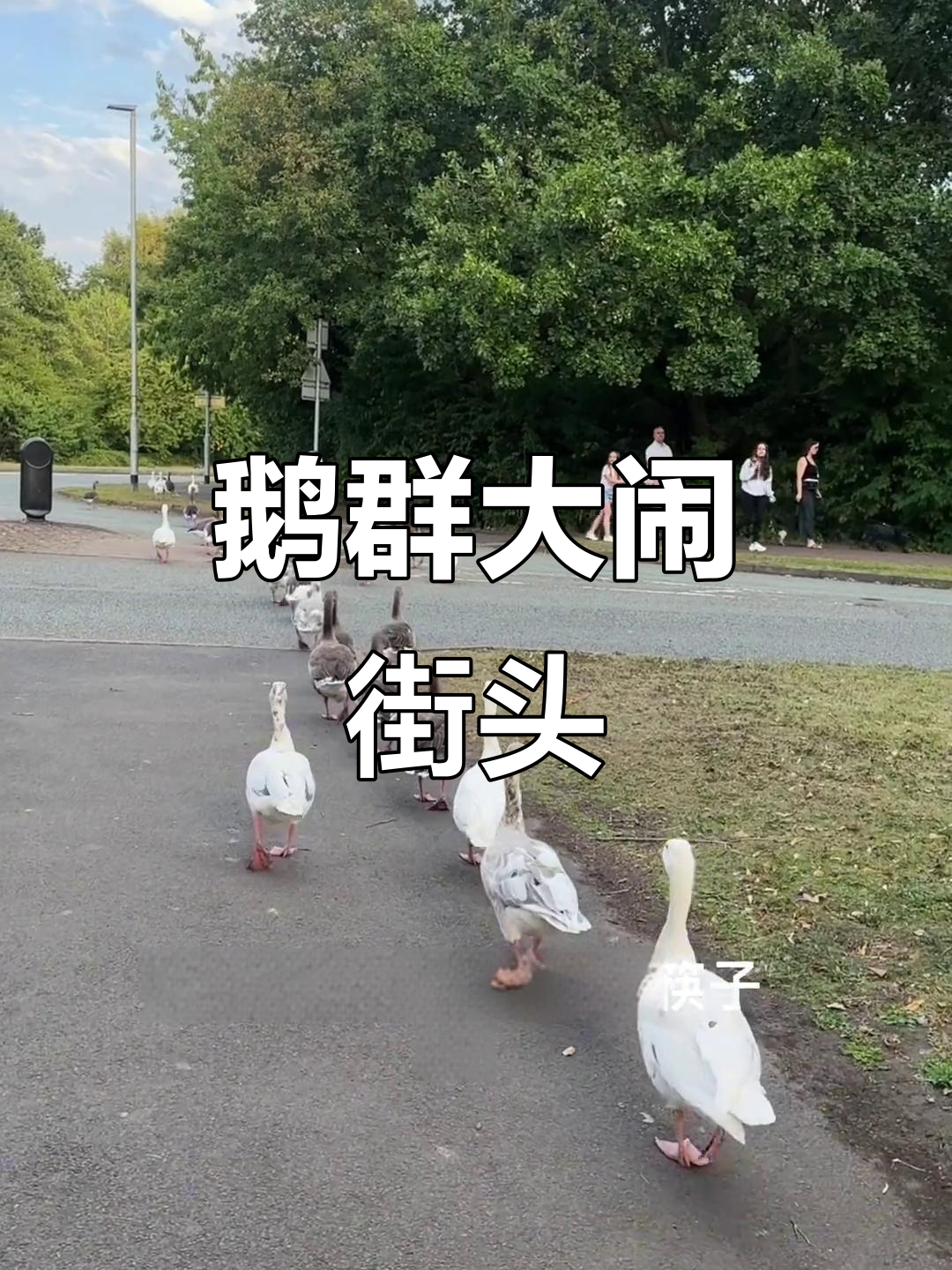英国鹅群横行,街头乱窜,回家成了大问题!