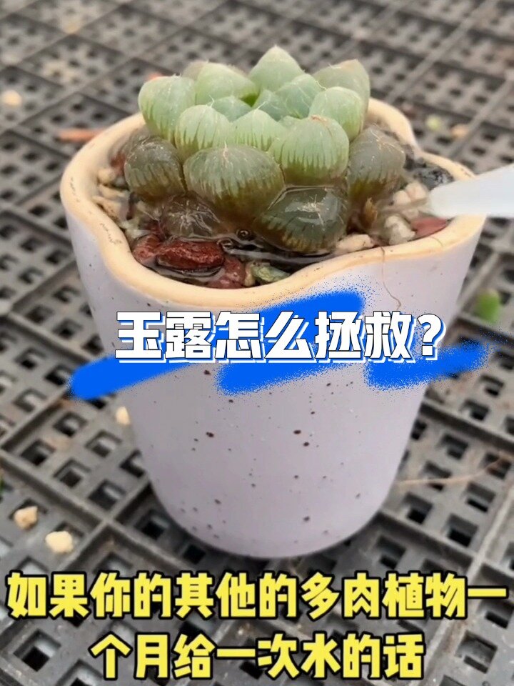 多肉植物~玉露养护方法干货