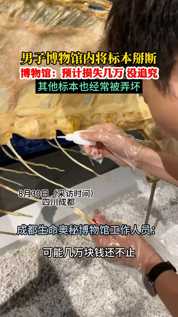 男子逛博物馆掰断金枪鱼标本,馆方:预计损失几万元
