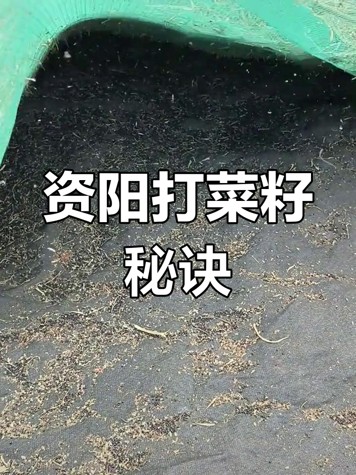 试试资阳打菜籽,效果惊人!
