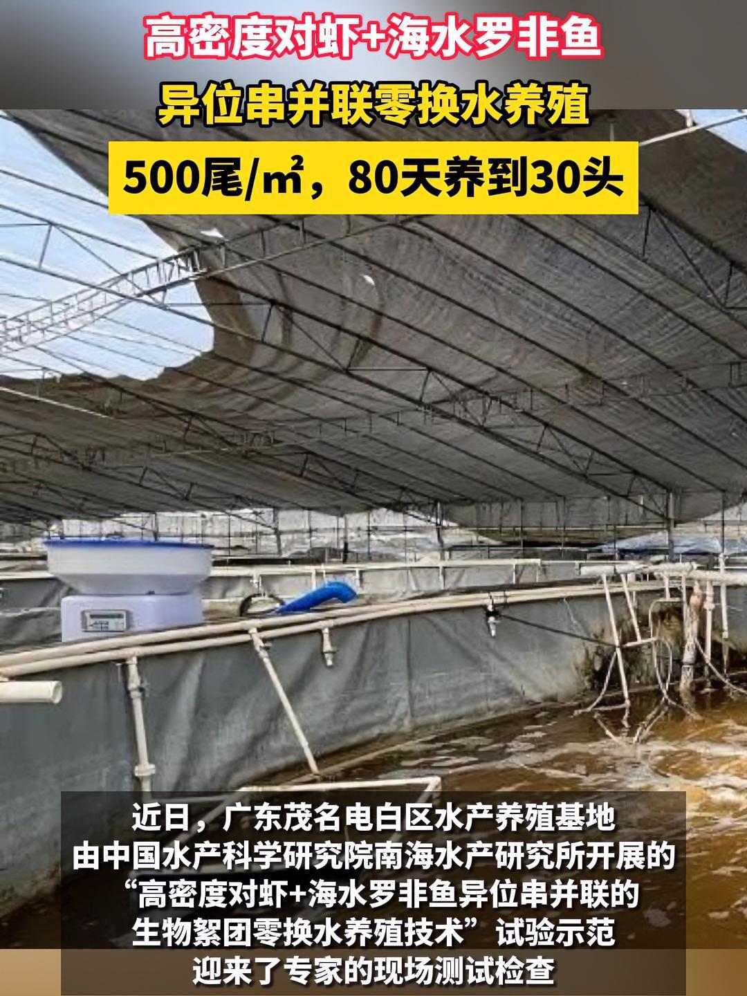 500尾/㎡,80天养到30头!看看高密度对虾+海水罗非鱼异位串并联零换水养殖模式 南美白