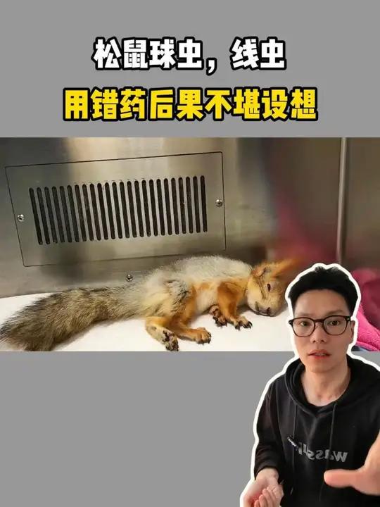 松鼠驱虫应该用什么药?用错药会有什么后果?魔王,雪地,球虫,线虫寄生虫分别应该用什么药