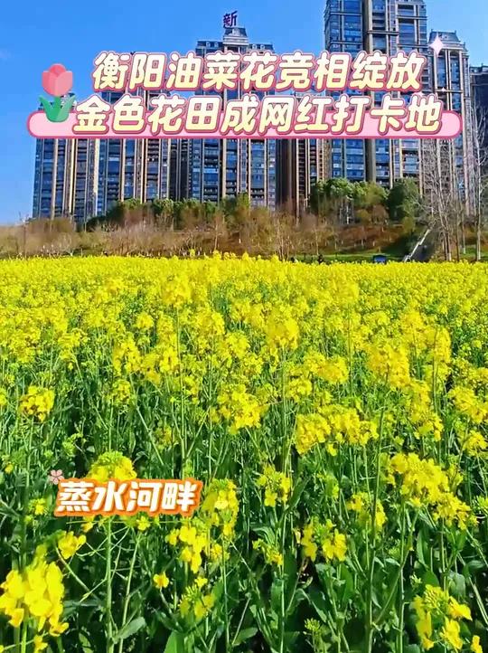 衡阳油菜花竞相绽放 金色花田成网红打卡地