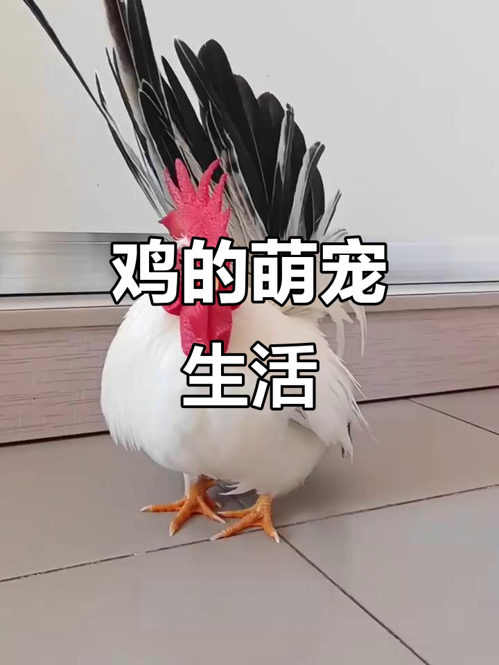 养鸡当宠物，白桂矮脚鸡带来独特乐趣！