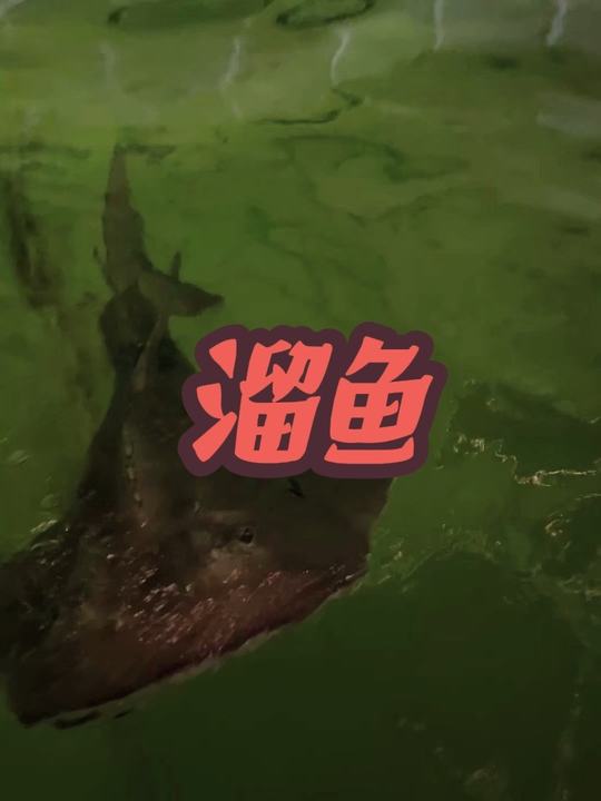 国内在售最贵海水鱼：圆犁头鳐