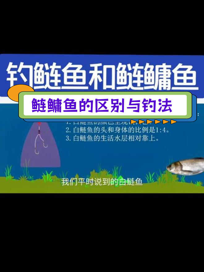 鲢鱼与鳙鱼的差异及钓法解析