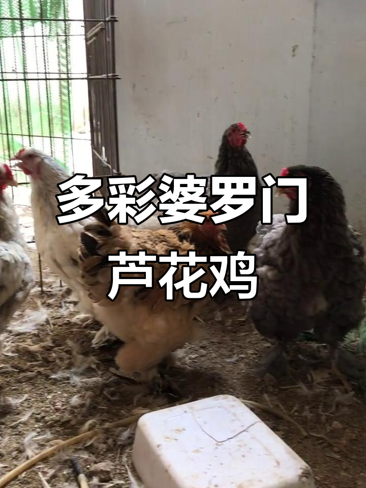 婆罗门芦花鸡苗与种蛋发货,颜色多样任你选