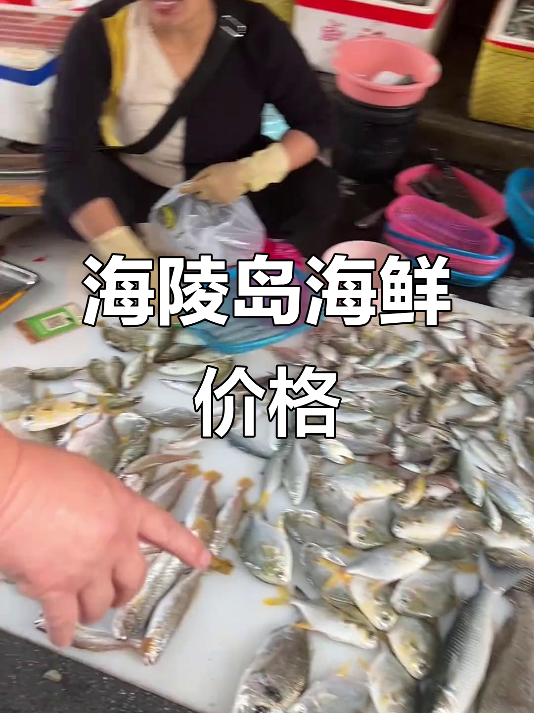11月3日海陵岛白蒲市场海鲜最新价格与货源行情