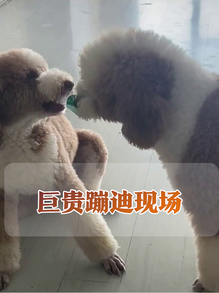 巨贵兄弟的迪斯科派对:抢麦、蹦迪、还不忘优雅退场