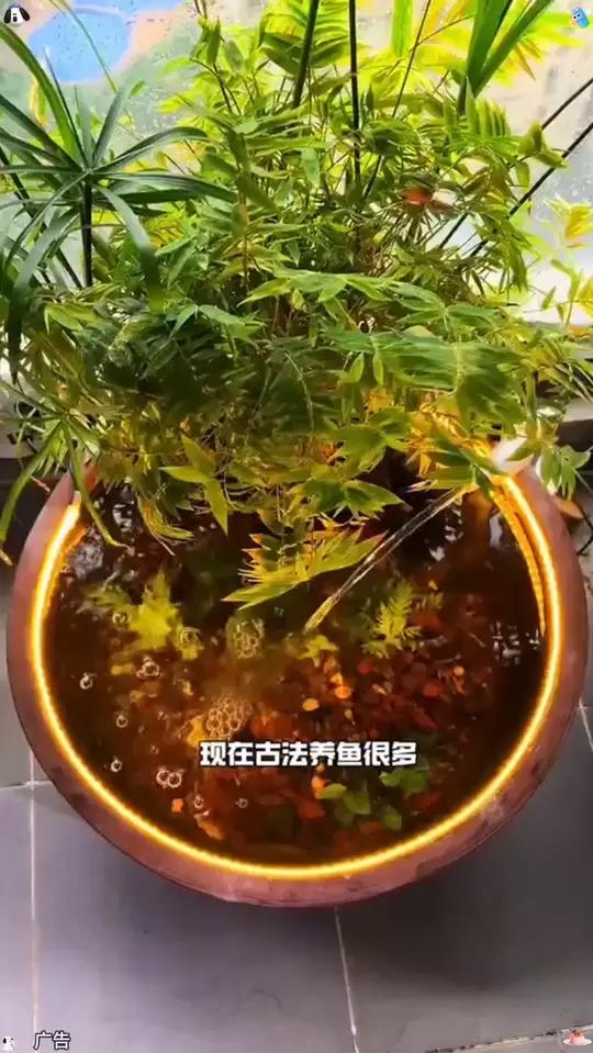 养鱼低压24伏实心硅胶防水灯