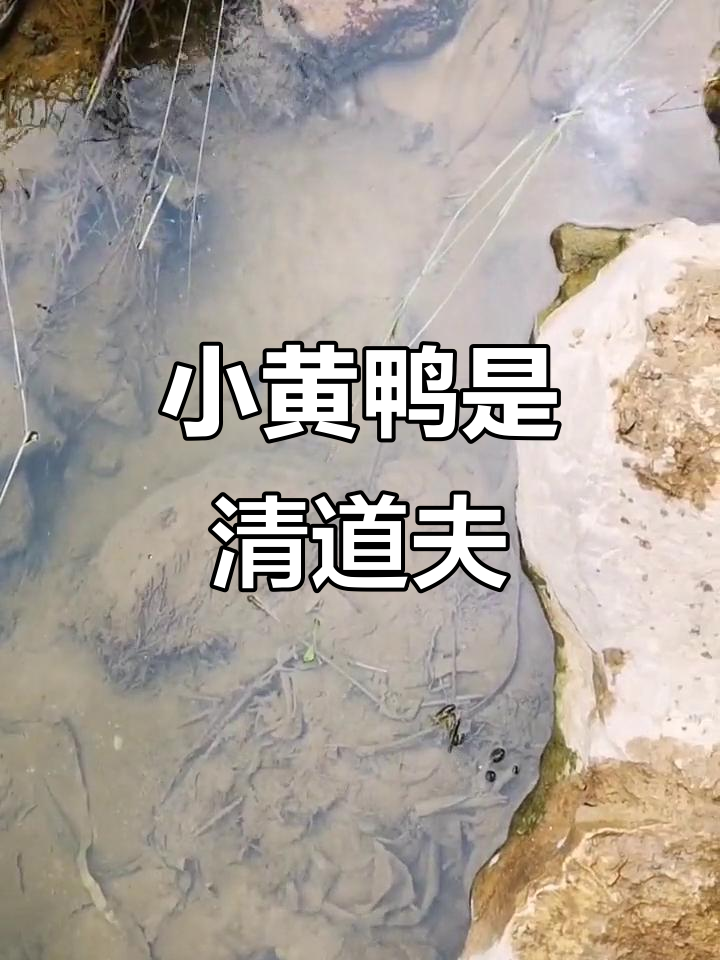 小黄鸭变清道夫,抖音记录生活小细节
