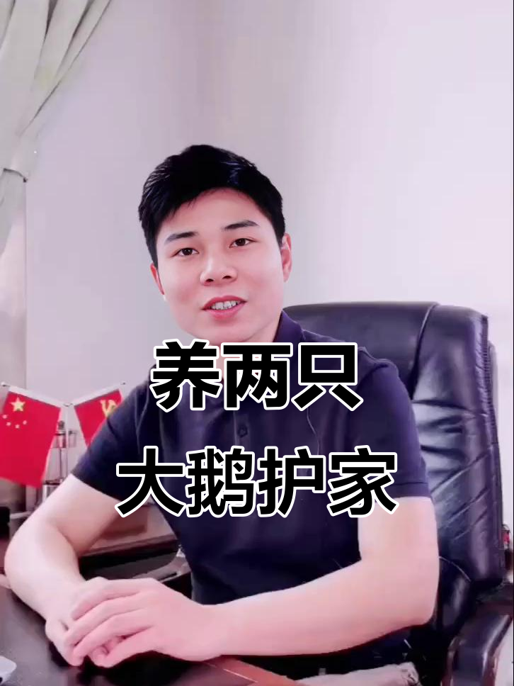 散养鸡群配大鹅,守护家园更安心