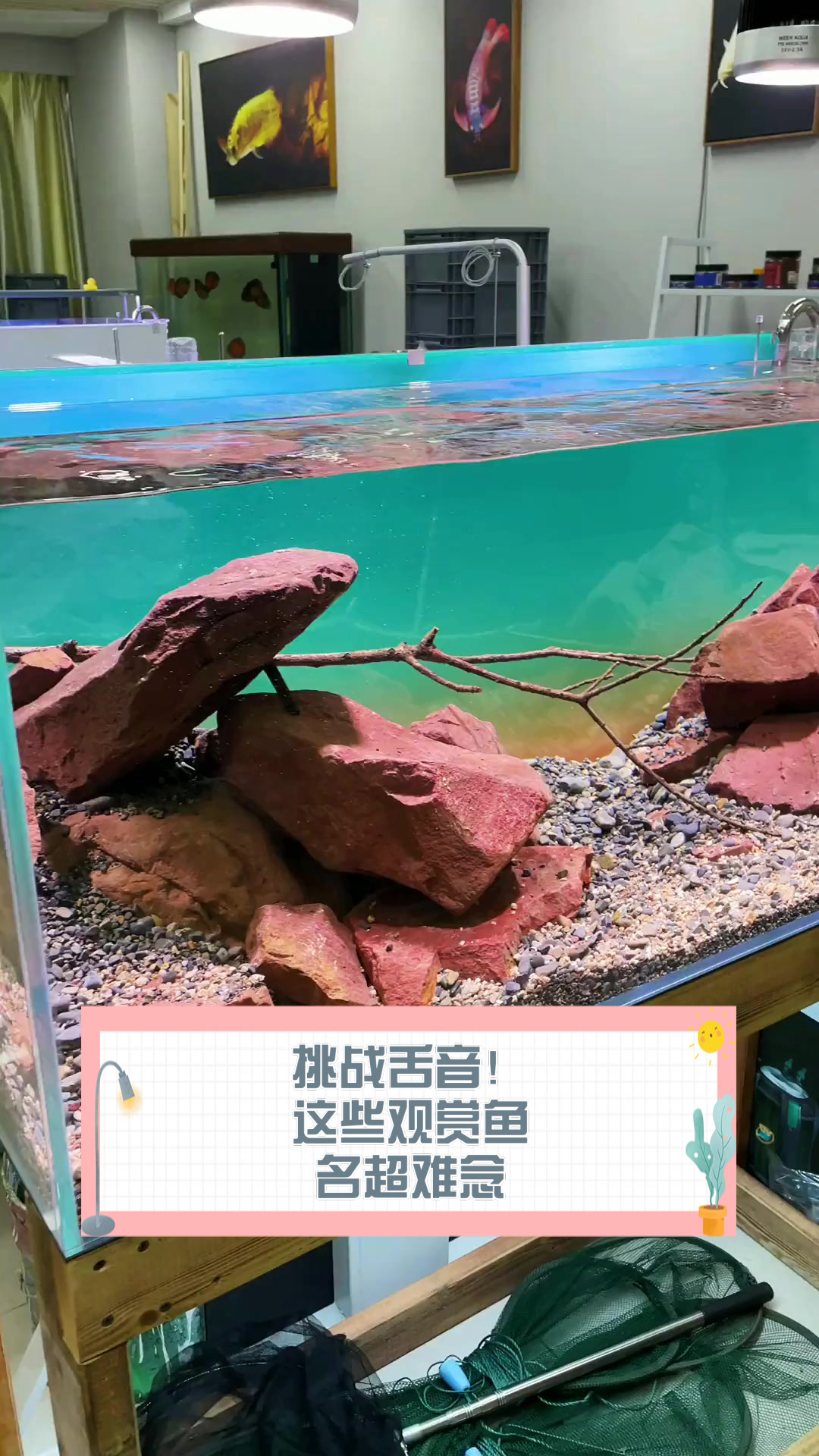 挑战舌音！这些观赏鱼名超难念