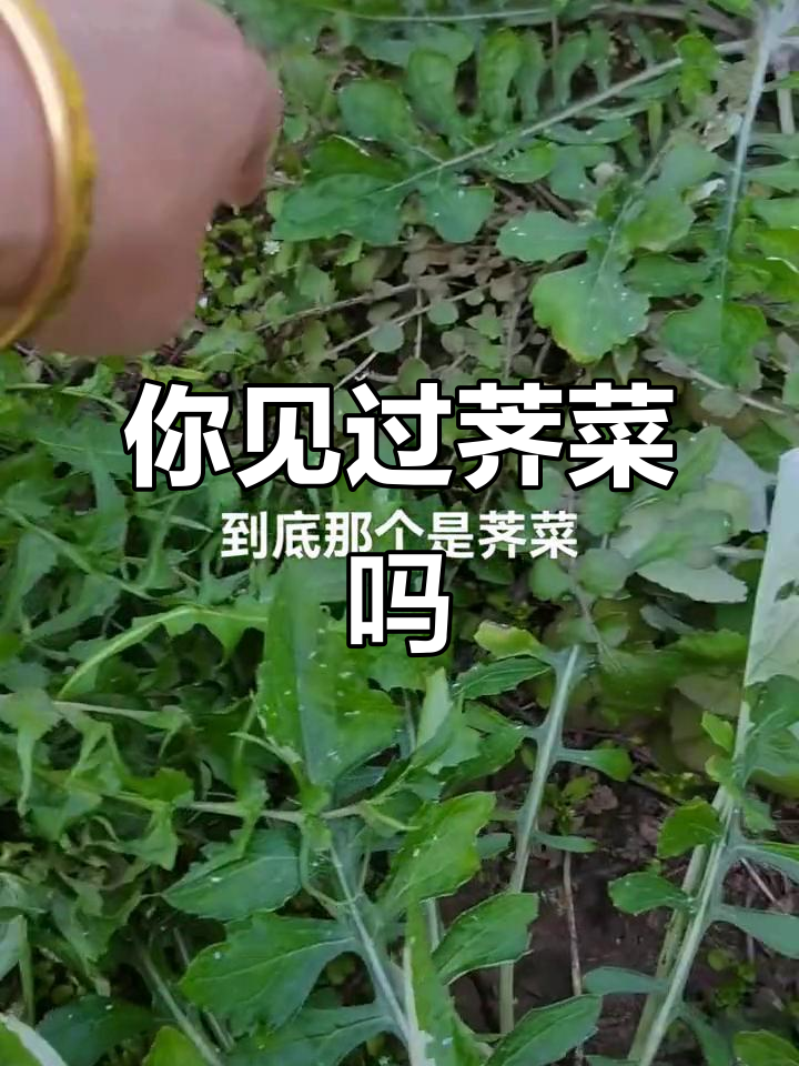 荠菜到底长啥样?你认识吗?