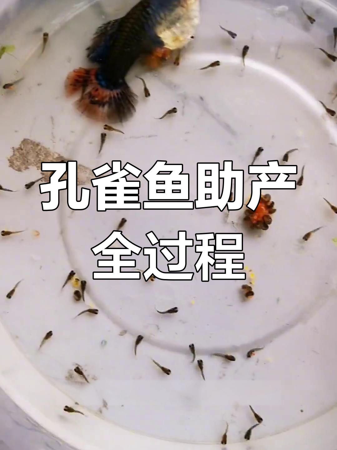 孔雀鱼剖腹产,母子生死一瞬