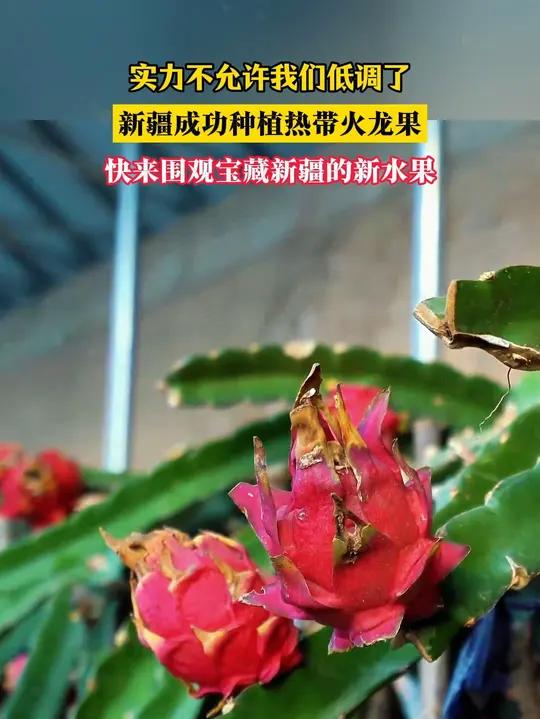 近日,新疆喀什。“实力不允许我们低调了”,新疆成功种植热带火龙果,快来围观宝藏新疆的新水果