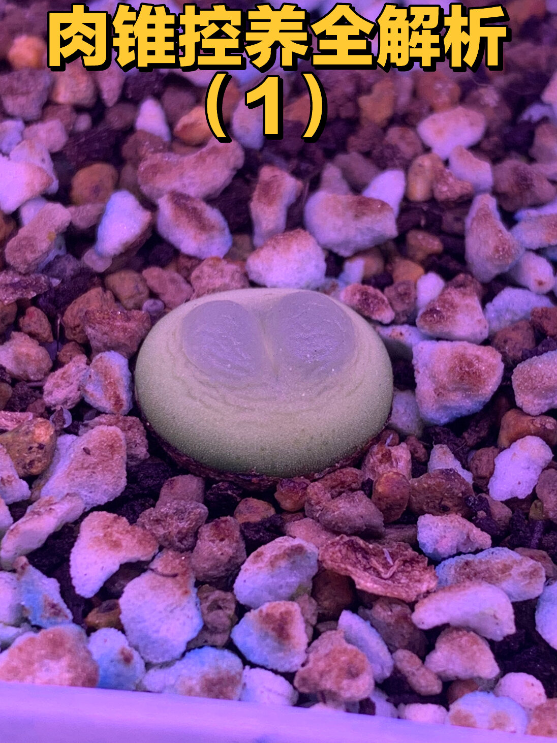 超详细的保姆级,肉锥控养教程更新咯