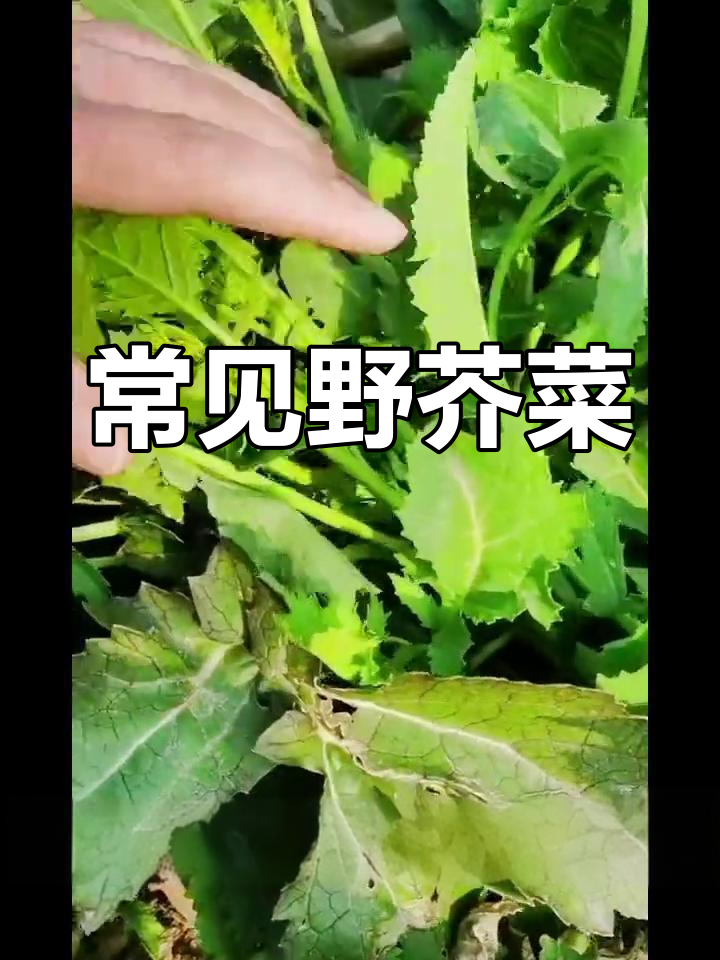 荒地中的毛辣菜,你那里叫它什么?