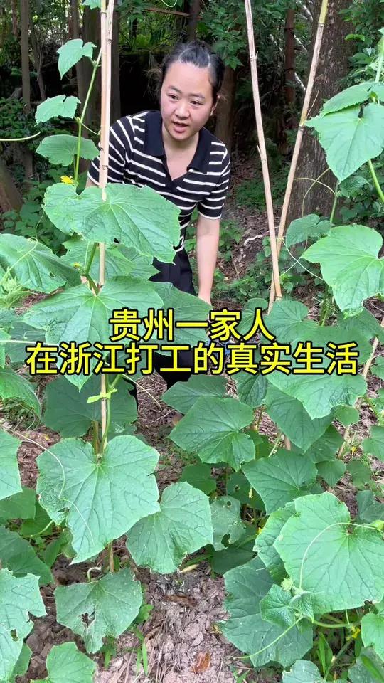 自己种的庄稼终于收获了,今天炒了自己种的茄子,过几天黄瓜也可以吃了 记录真实生活 我的生活