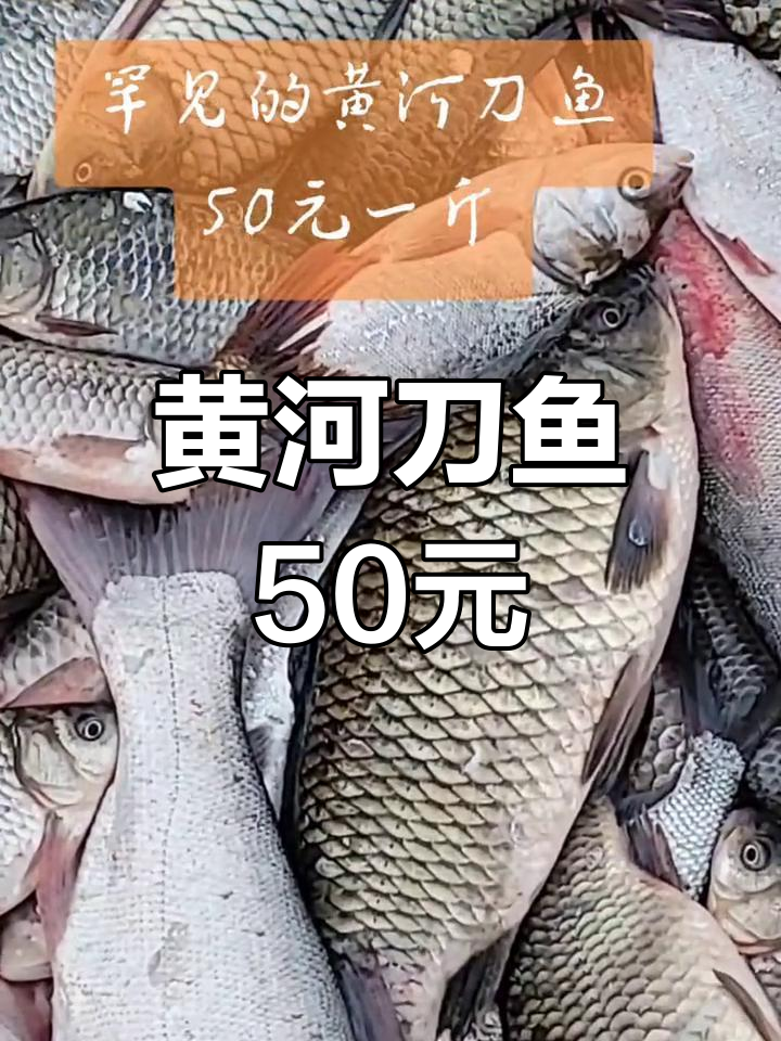 黄河刀鱼50元一斤,难得一见