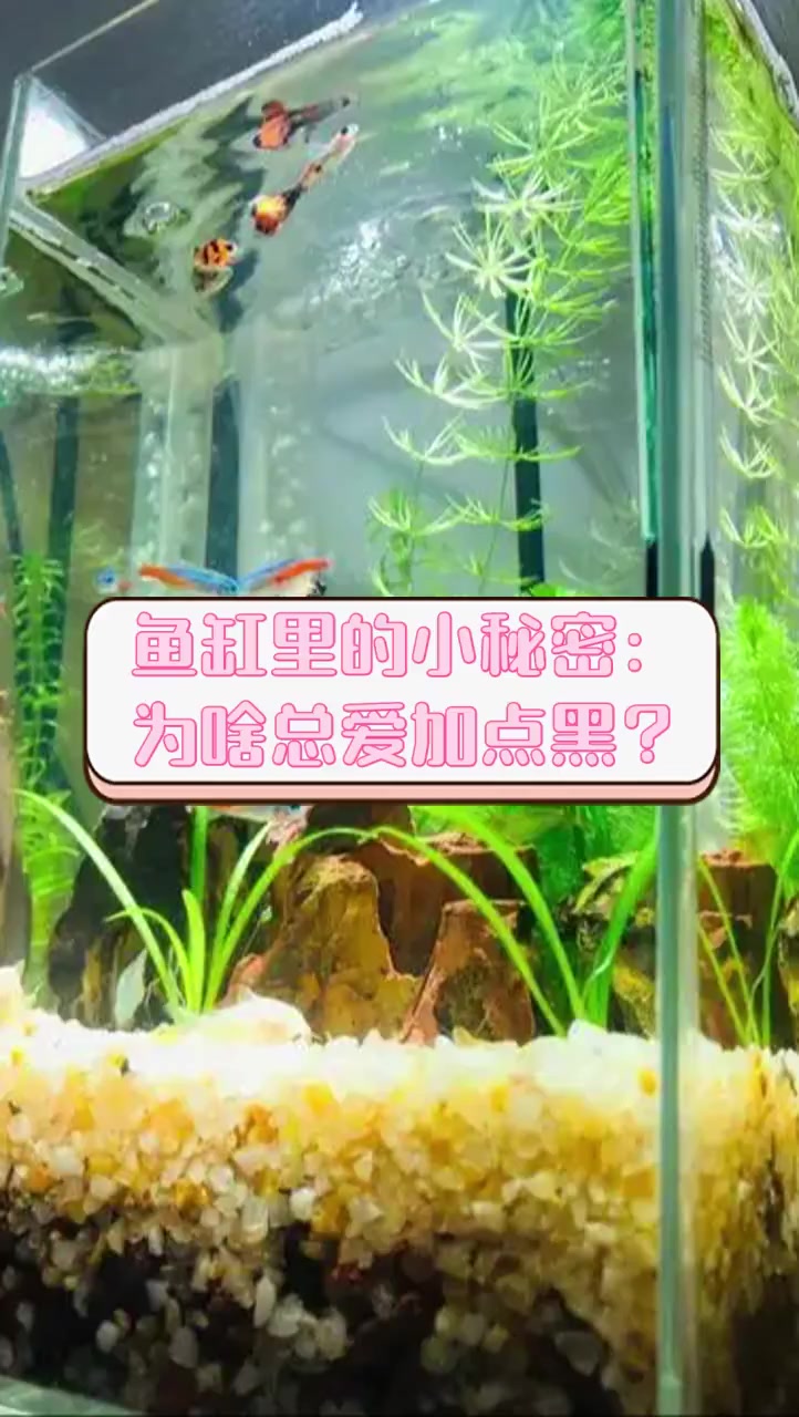 鱼缸里的小秘密:为啥总爱加点黑?