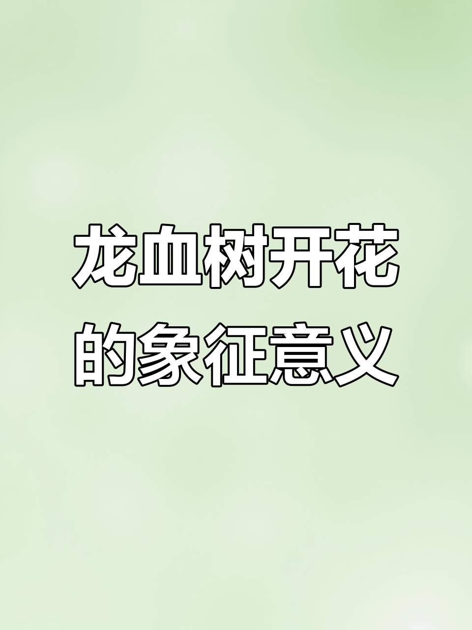 龙血树开花,寓意吉祥、长寿与财运降临