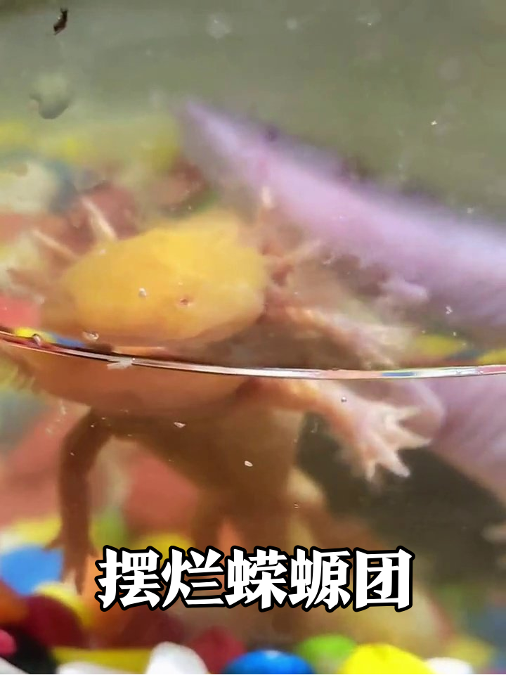 鱼缸摸鱼冠军!黄色蝾螈张嘴要饭萌翻,黑色小伙伴乱入抢镜
