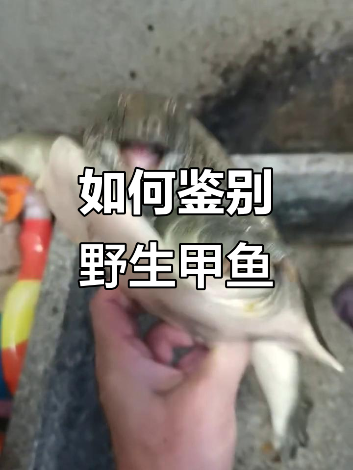 甲鱼野生特征大揭秘,如何辨别纯野品种