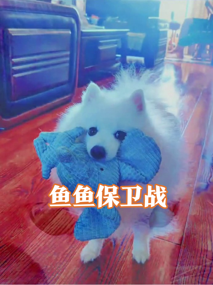 小狗为抢蓝鱼鱼和铲屎官拔河，抱着不撒手太可爱！