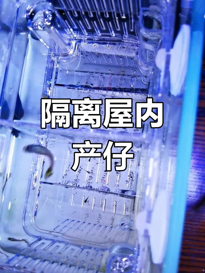 孔雀鱼母鱼生产过程