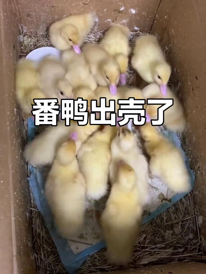 大体番鸭出壳,公母不同长成差异大