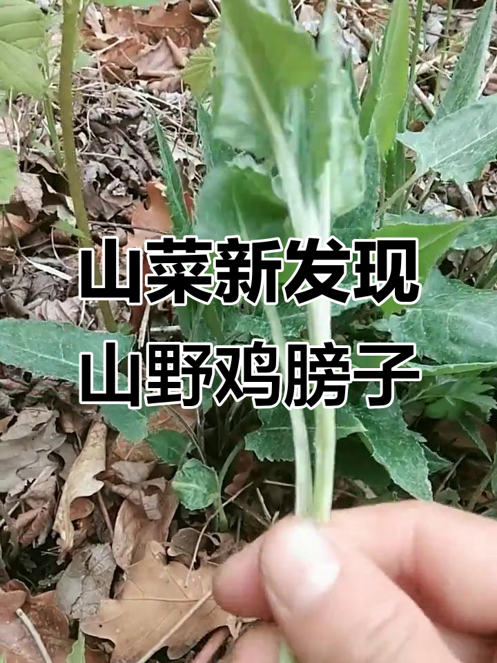 芳姐带你认识山野鸡膀子,炸汤配豆干超美味