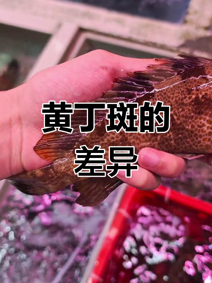 野生黄丁斑与养殖的区别,口感有何不同?