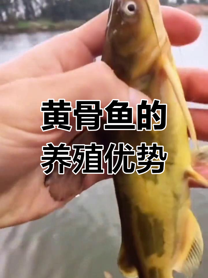 黄骨鱼:美味淡水经济,市场需求大