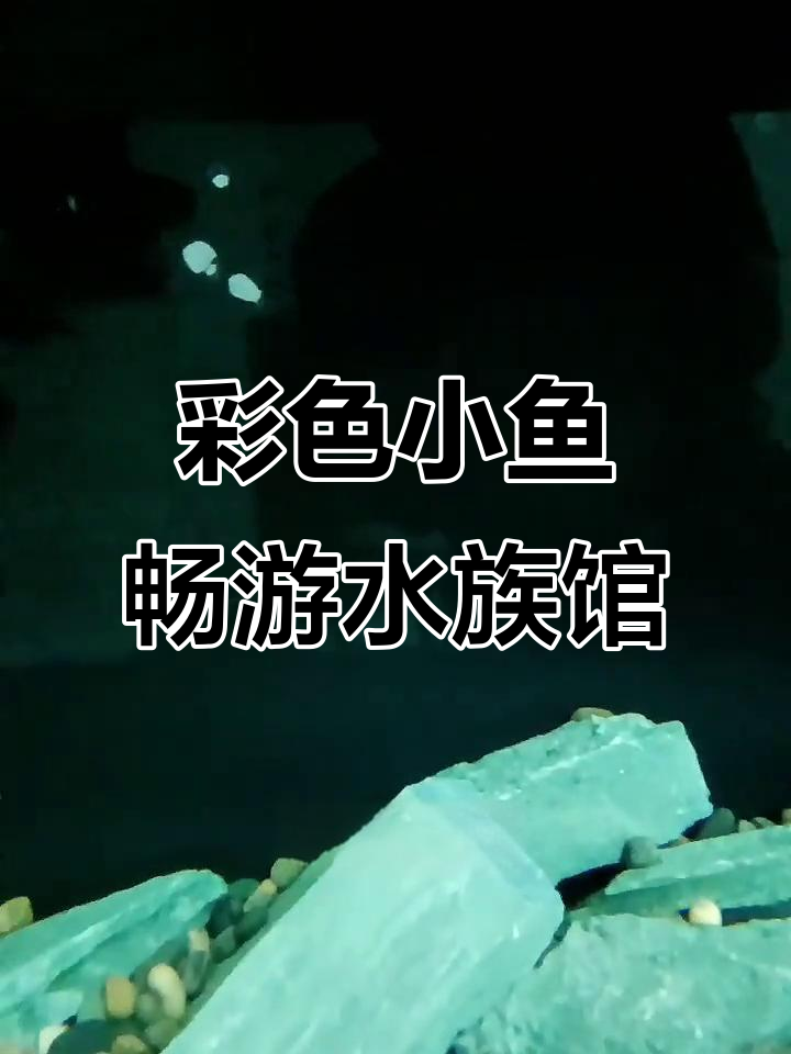 五彩斑斓的小鱼在水中自由游动,玻璃缸里的美丽世界