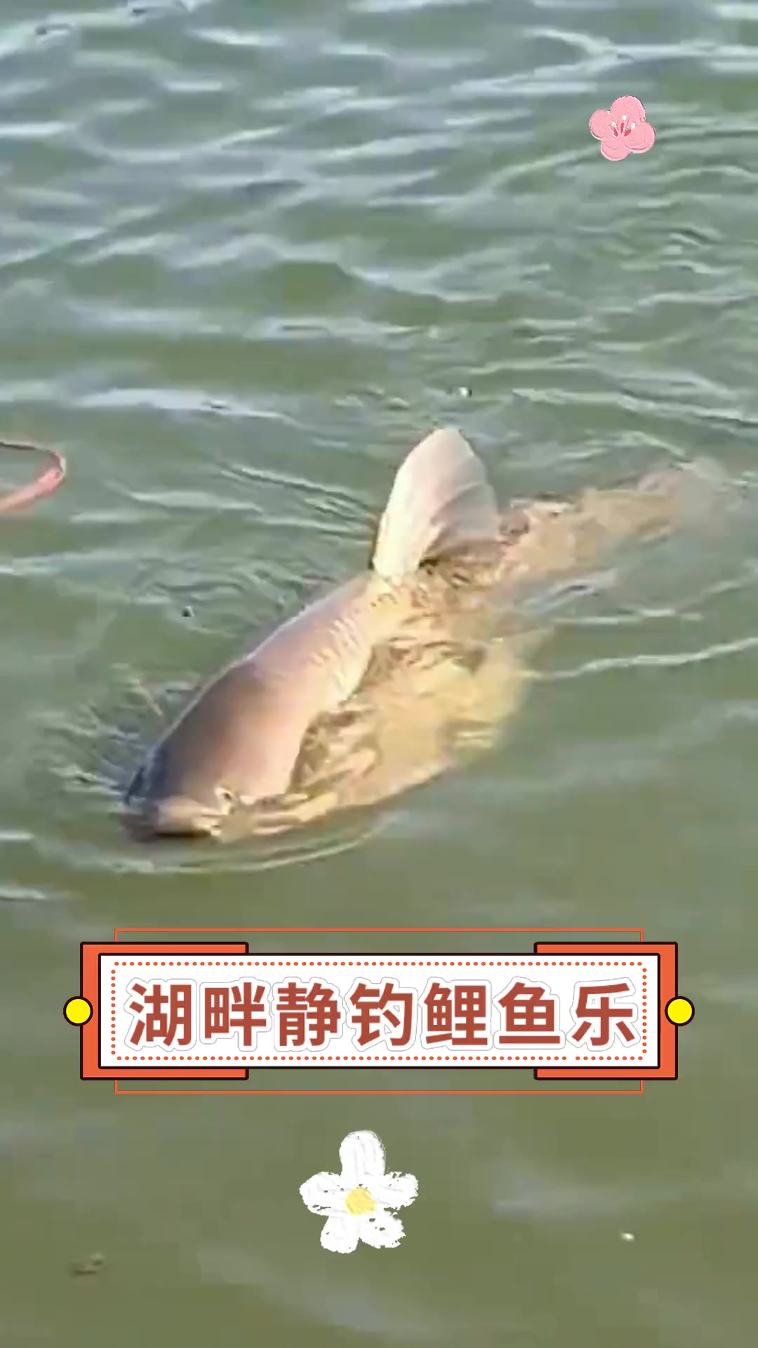 湖畔静钓鲤鱼乐