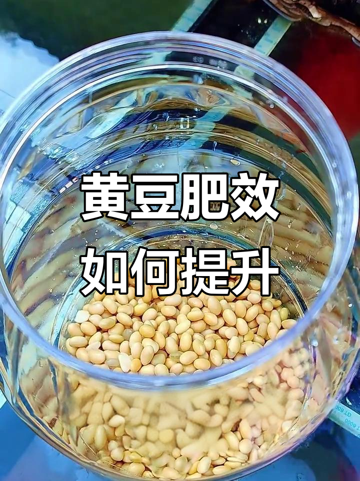 黄豆做肥料,煮与不煮到底有啥区别?发酵后效果大不同