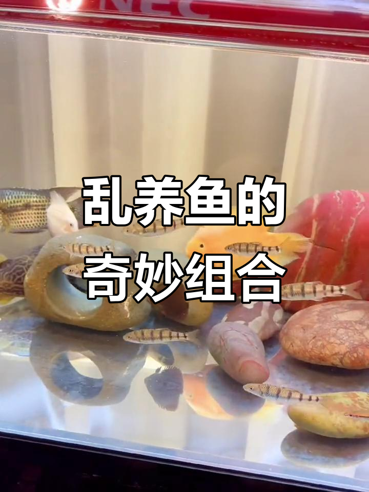 杭州小溪石斑鱼乱养记，冷水鱼也能这样混搭！