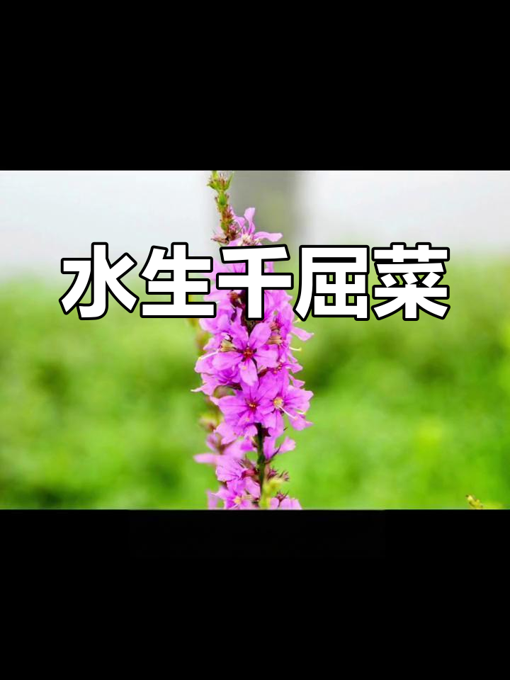 千屈菜:多年生水生植物,耐寒喜光