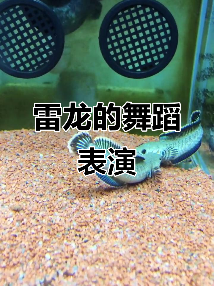 雷龙鱼跳舞大赏,阿萨姆奶茶助力健康水族生活