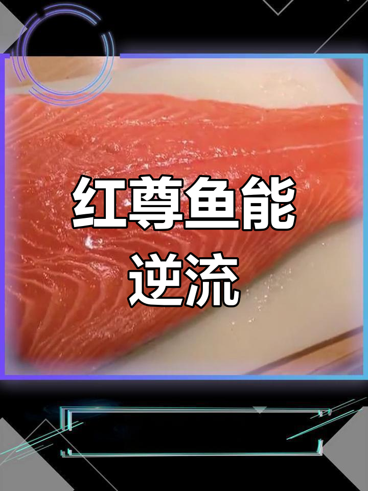 死鱼逆流而上,揭秘红尊鱼的神奇现象