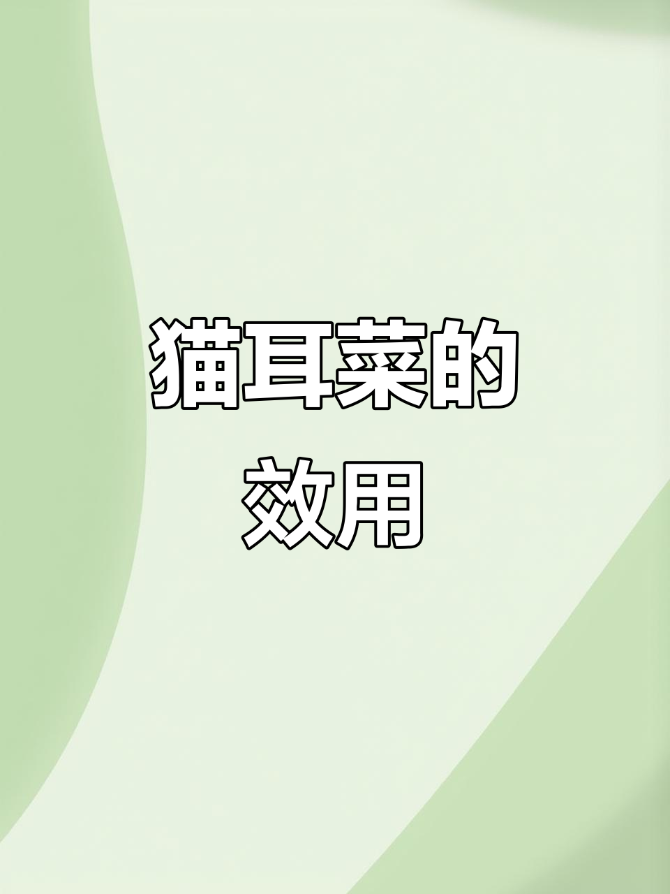 猫耳菜的药用功效与作用,了解一下