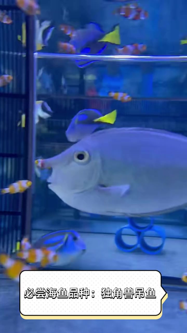必尝海鱼品种:独角兽吊鱼