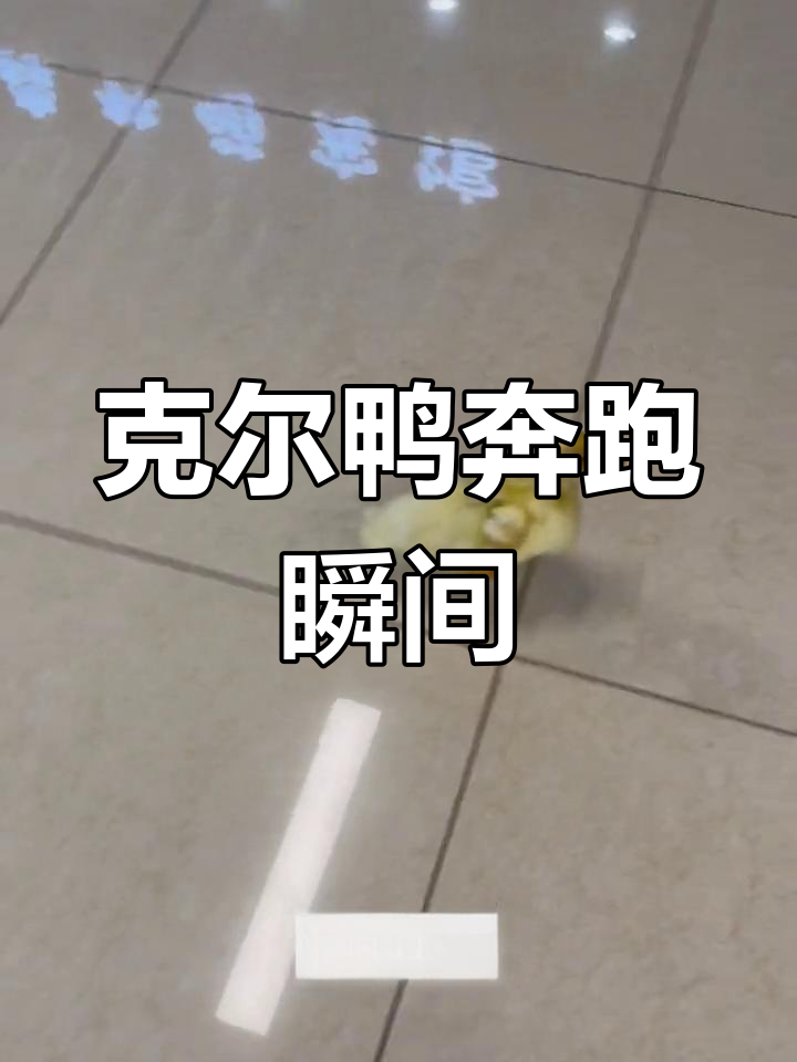 飞奔的克尔鸭,追着我跑