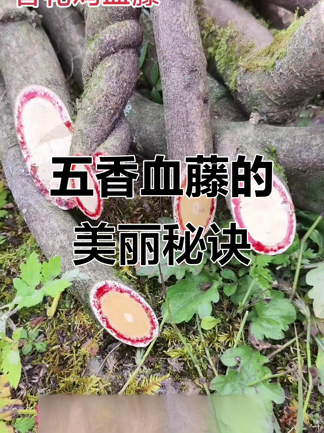 香花鸡血藤:大自然的美容秘密,白里透红的光彩