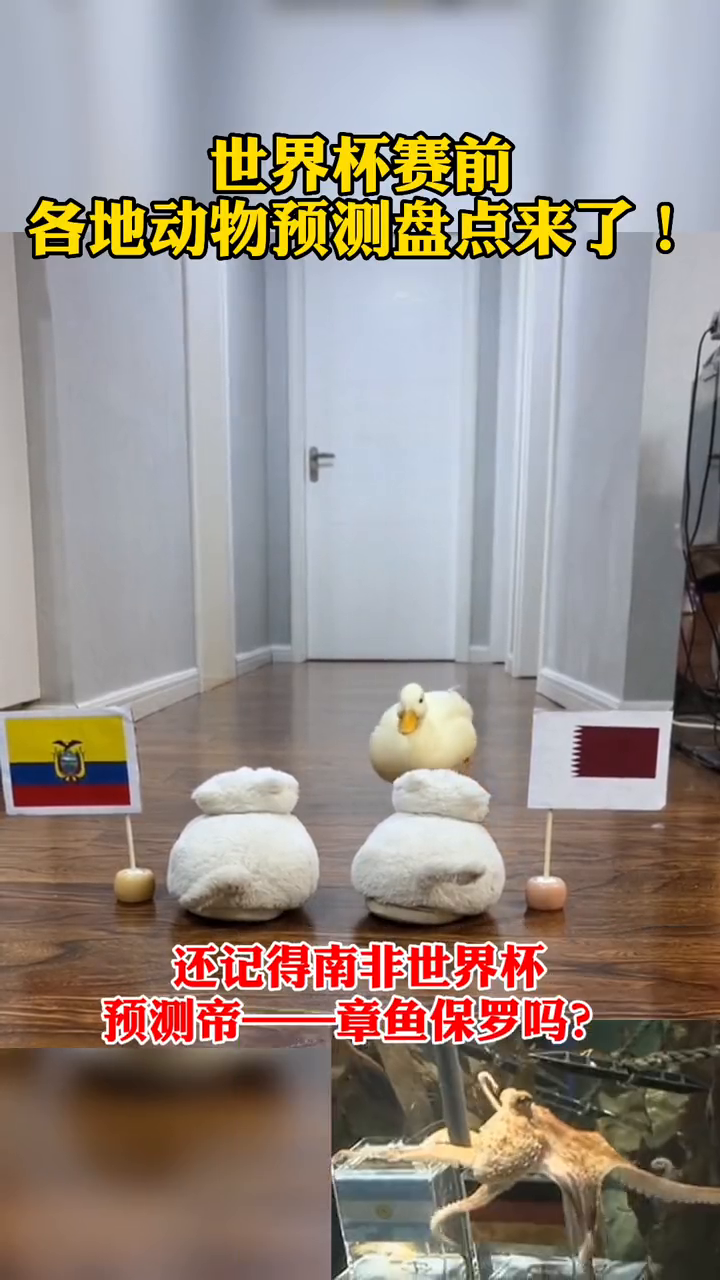 世界杯赛前 各地动物预测盘点来了~