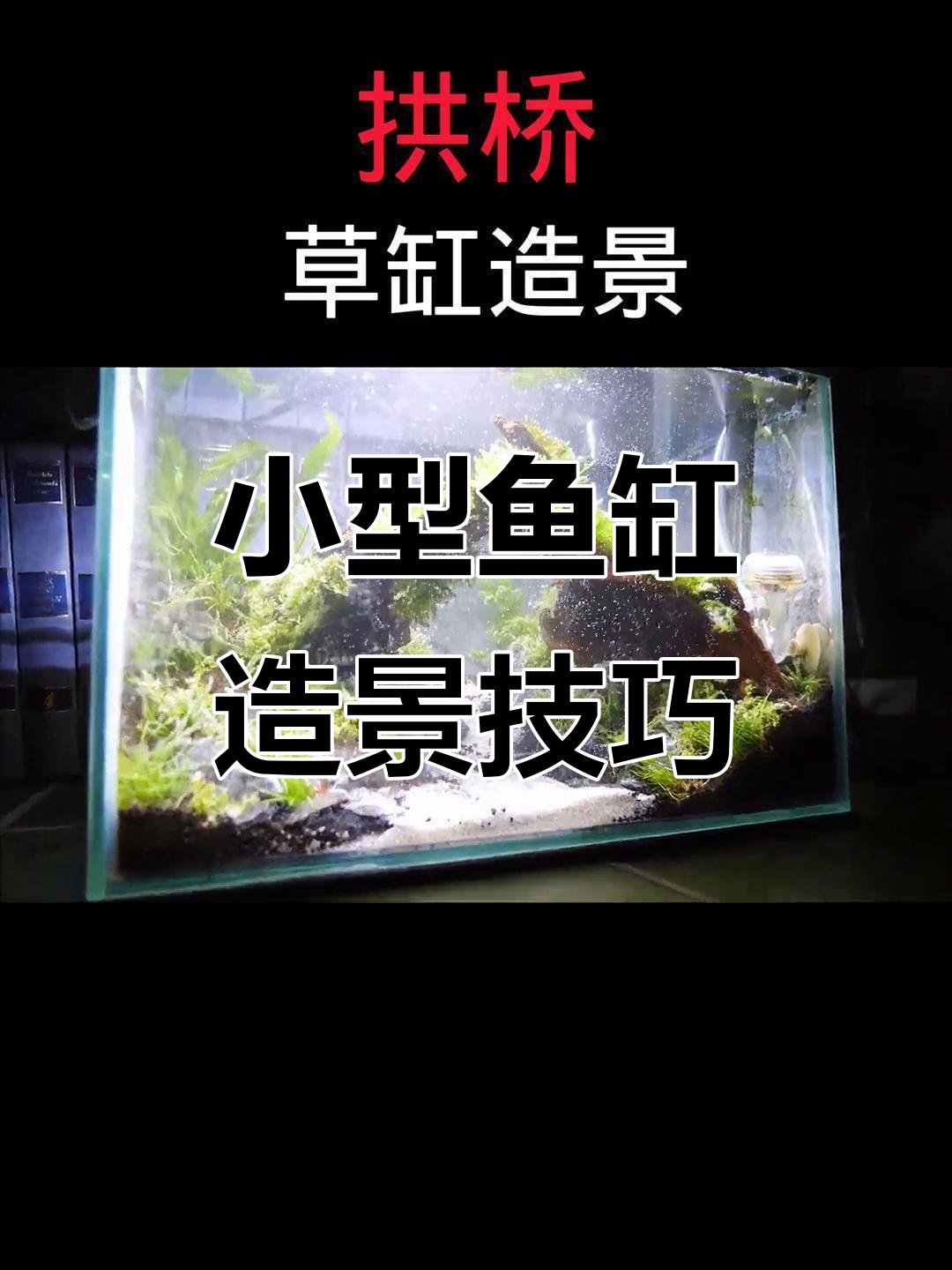 鱼缸造景新风潮：迷你拱桥与水草搭配，轻松打造自然生态
