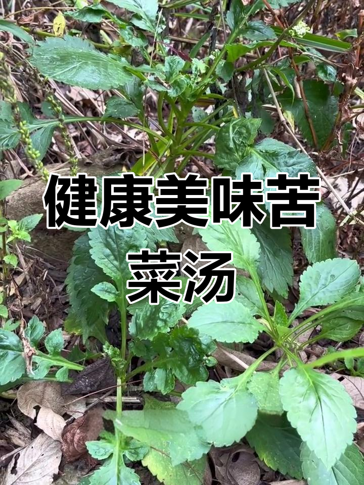 家乡的苦菜汤,清热解毒的美味