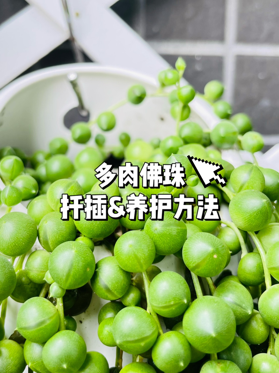 佛珠多肉