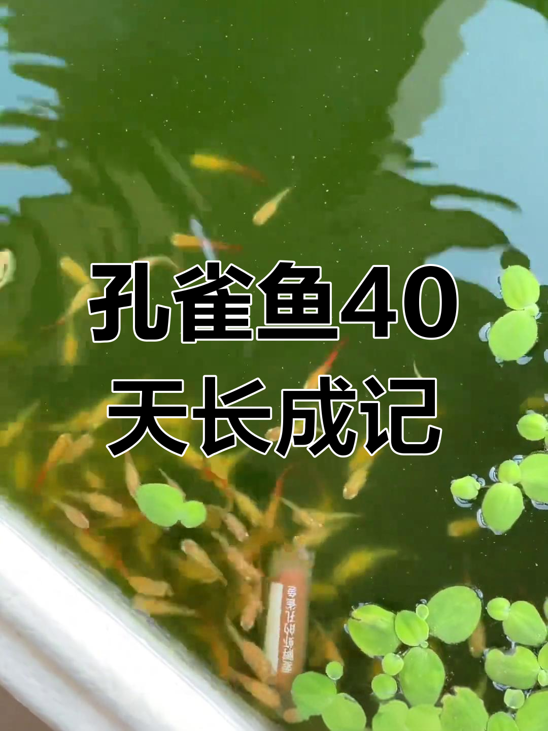 孔雀鱼仔40天成长大揭秘,变化惊人!